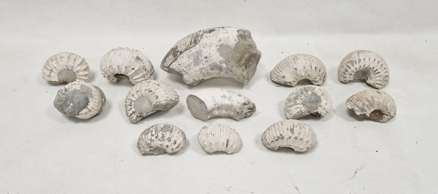 Collection of assorted fossilised ammonites and associated fragments, probably Liparoceras (1 box)