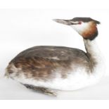 Red throated diver (Gavia stellata), in winter plumage model diving on a painted wooden stand,