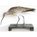 Taxidermy Eurasian Whimbrel (Numenius phaeopus) modelled standing on a black painted base, 28cm long