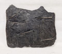 Fossilised plaque including Belemnites and ammonites on matrix, partly polished, 45cm x 42cm