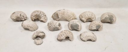 Collection of assorted fossilised ammonites and associated fragments, probably Liparoceras (1 box)