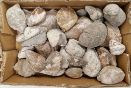 Assorted fossilised shells including: Gryphaea, devil's toenails and associated fragments (1 box)