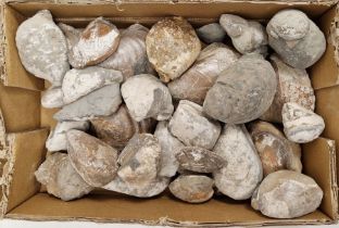 Assorted fossilised shells including: Gryphaea, devil's toenails and associated fragments (1 box)