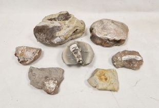 Collection of assorted fossils including: ammonites, various shells, a section possibly of an