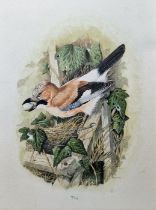 B.C.W. Watercolour Study of a Jay next to a nest, with an egg in its beak, initialled and dated 1988