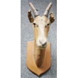 Ibex head and antlers, on shield-shaped oak wall mount, 87cm high overall
