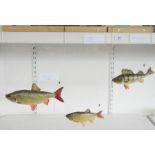 Three taxidermy fish comprising a European Perch (Perca fluviatilis) and two Rudd (Scardinius