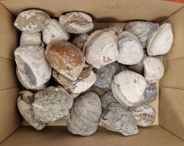 Collection of assorted fossilised shells including Bivalvia and others (1 box)