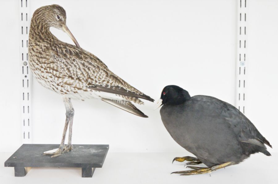 Taxidermy Eurasian Curlew (Numenius arquata), modelled freestanding on a black painted wooden - Image 2 of 2