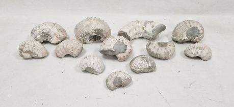 Collection of assorted fossilised ammonites and associated fragments, probably Liparoceras (1 box)