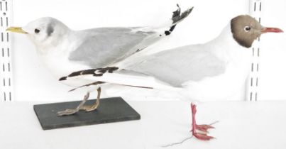 Two taxidermy Black Headed Gulls (Chroicocephalus ridibundus), one model freestanding, the other