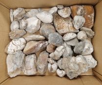 Large collection of fossilised shells in sizes, including scallops, clams and others (1 box)