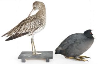Taxidermy Eurasian Curlew (Numenius arquata), modelled freestanding on a black painted wooden