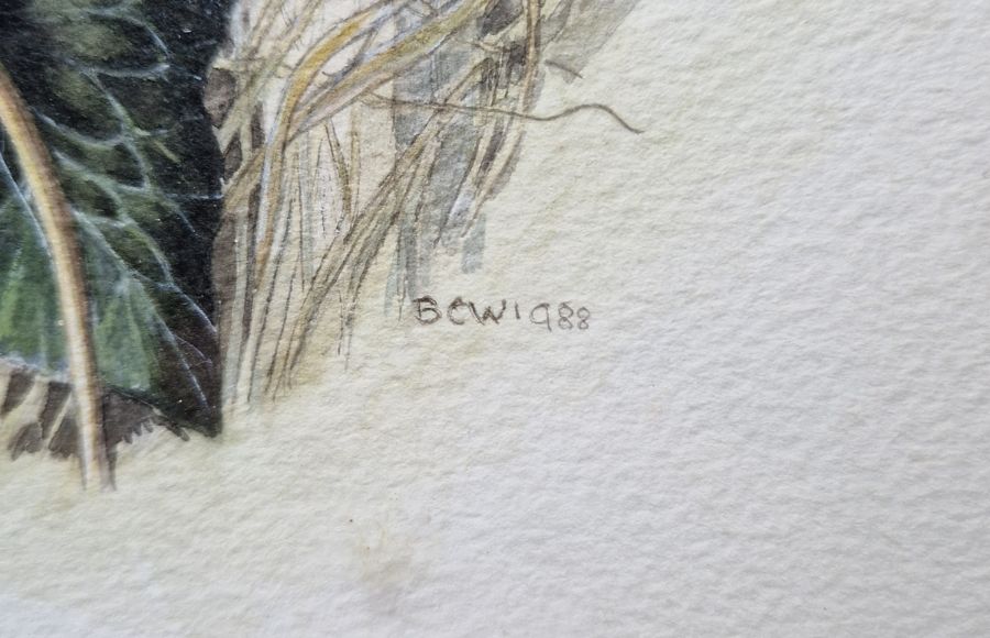 B.C.W. Watercolour Study of a Jay next to a nest, with an egg in its beak, initialled and dated 1988 - Image 3 of 5