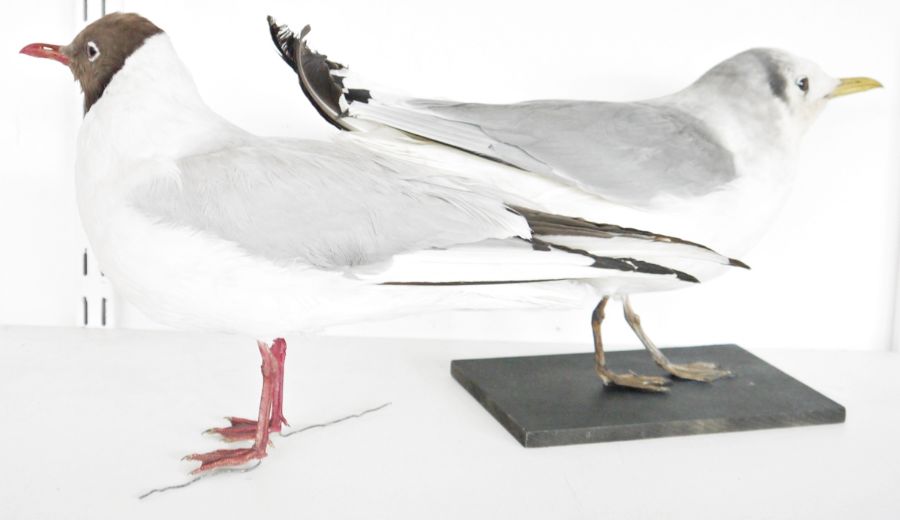 Two taxidermy Black Headed Gulls (Chroicocephalus ridibundus), one model freestanding, the other - Image 2 of 2