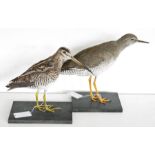 Taxidermy Common Snipe (Gallinago gallinago) model standing on black painted wooden base, together