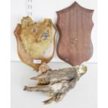 Taxidermy oak mounted fox's head, 25.5cm high, together with a taxidermy bird of prey perched on a