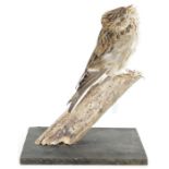 Taxidermy Eurasian Skylark (Alauda arvensis) model perched on a tree stump in song, on a painted
