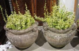 Two large reconstituted stone garden planters of bulbous form with rolled and scrolled rims, 65cm