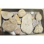 Small quantity of fossils and rocks to include ammonites, etc (1 box)