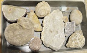 Small quantity of fossils and rocks to include ammonites, etc (1 box)