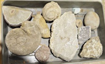 Small quantity of fossils and rocks to include ammonites, etc (1 box)