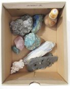 Collection of fossils to include a conch shell, a piece of quartz, a jar of sand, etc