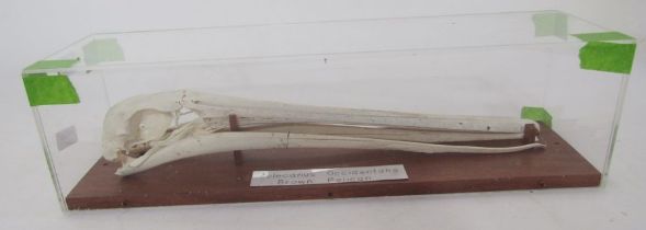 Brown pelican (pelecanus occidentalis) skull housed in a perspex case, 40cm long
