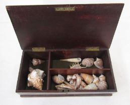 Collection of shells to include a conus bandanus, a mitra vitra, a conch shell, etc, housed in a
