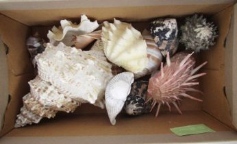 Large conch shell, 21cm long, a spondylus regius, a hexaplex murex and many more reference books