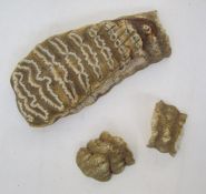 Fossilised mammoth tooth, 17cm long x 5.5cm wide (in three pieces)