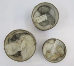 Quantity of fossils, some in small vintage cylindrical glass-topped boxes, to include Tellina