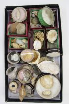 Quantity of shells, some in circular glass-topped cardboard specimen boxes, to include Fusus (