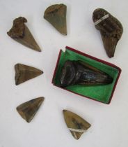 Large fossilised shark's tooth, 7cm long, another 6cm, five further specimens, 4-5cm, and nine other