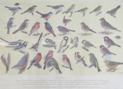 Two RSPB bird identification posters, British Birds No.1 and No.2, with Ryman & Co Art Dealers label