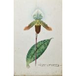 J. L. Macfarlane (19th/20th century) Watercolour "Cyprus Orpheus",study of an orchid, inscribed,