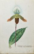 J. L. Macfarlane (19th/20th century) Watercolour "Cyprus Orpheus",study of an orchid, inscribed,