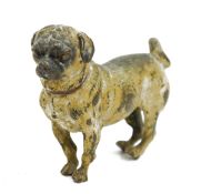 Early 20th century cold painted lead model of a pug, standing four square with dark red collar,