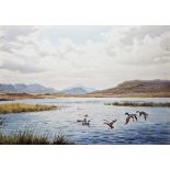J C Harrison (1898-1985) Watercolour drawing Duck rising on Loch Broom, 32.5cm x 47cm  Condition