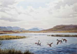 J C Harrison (1898-1985) Watercolour drawing Duck rising on Loch Broom, 32.5cm x 47cm  Condition