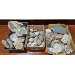Collection of assorted fossilised shells including Bivalvia and others, a collection of assorted