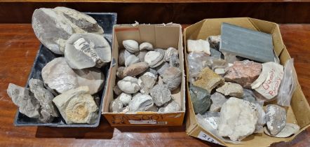 Collection of assorted fossilised shells including Bivalvia and others, a collection of assorted