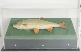 Two cased taxidermy fish, the first a Pike Perch (Sander lucioperca) and another, perhaps a Chub (