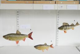 Three taxidermy fish comprising a European Perch (Perca fluviatilis) and two Rudd (Scardinius