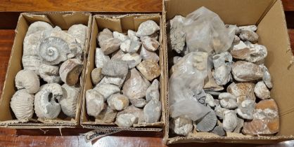 Collection of assorted fossilised ammonites and associated fragments, probably Liparoceras, assorted