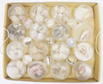 Three trays of specimen seashells, the majority numbered and named