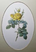 Valerie Oakshott Watercolour Study of a yellow rose (copy of Redoute's Rosier des Parfumes) signed