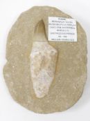 Fossilised Mosaur tooth in stone matrix, Morocco Cretacous Period, 65-144 million years ago (