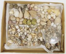 Three trays of specimen seashells, the majority loose, some named and boxed including: Solecurtia,