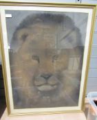 Framed print - the head of  lion, full face.